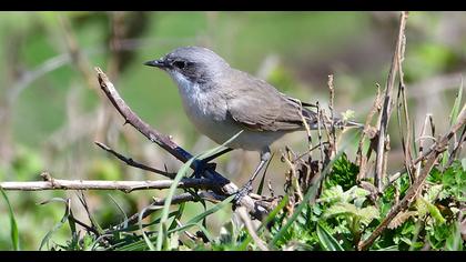 Lesser Whitethroat