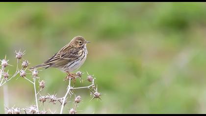 Meadow Pipit