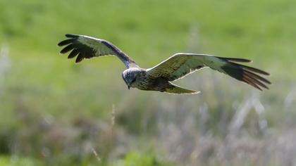 Western Marsh Harrier