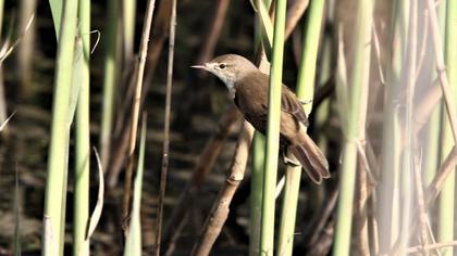 Eurasian Reed Warbler