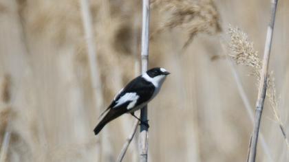 Collared Flycatcher