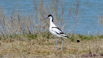 Pied Avocet