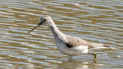 Common Greenshank