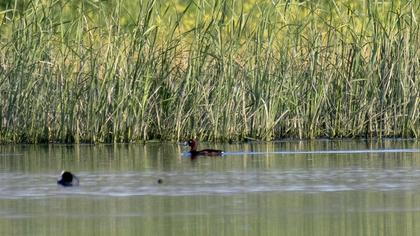 Ferruginous Duck