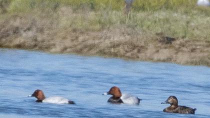 Common Pochard