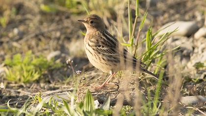 Red-throated Pipit
