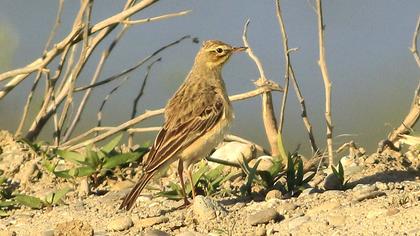 Tawny Pipit