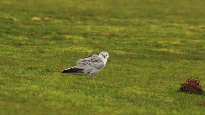 Pallid Harrier
