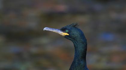 European Shag