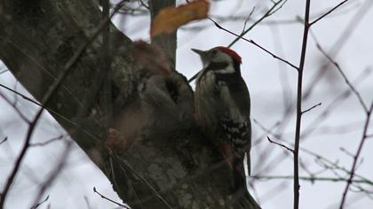 Middle Spotted Woodpecker