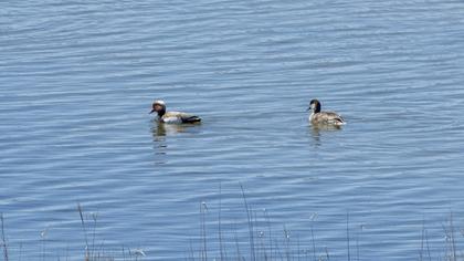 Red-crested Pochard