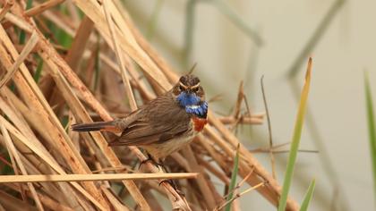 Bluethroat