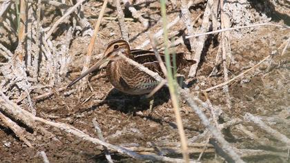Common Snipe