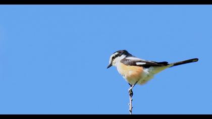 Masked Shrike