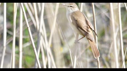 Great Reed Warbler
