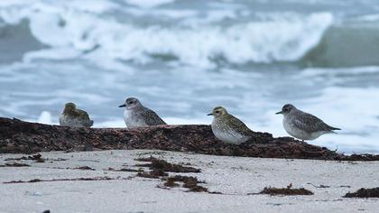 European Golden Plover