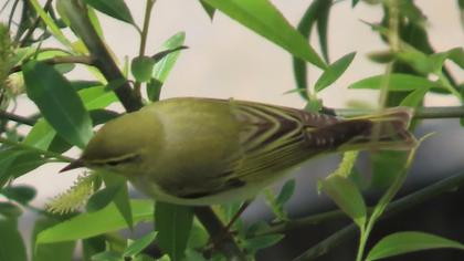 Wood Warbler