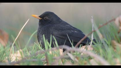Common Blackbird