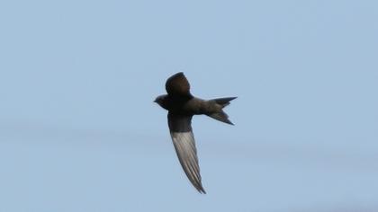 Common Swift