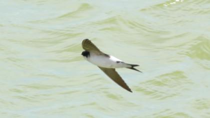 Common House Martin