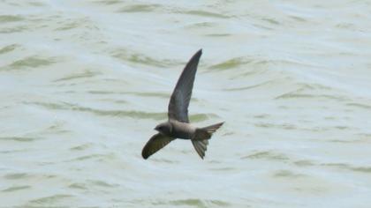 Common Swift