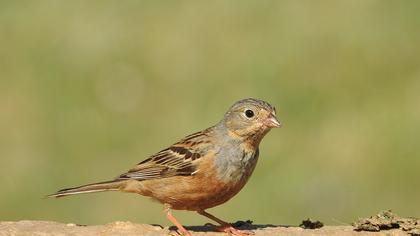 Cretzschmar`s Bunting