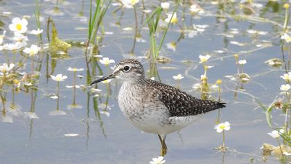 Wood Sandpiper