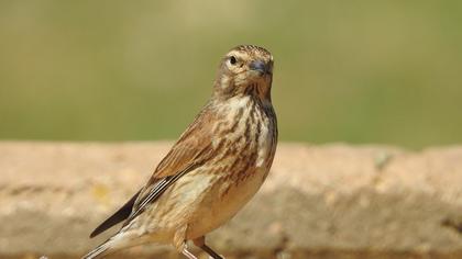 Common Linnet