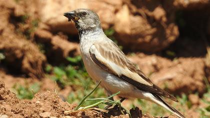 White-winged Snowfinch