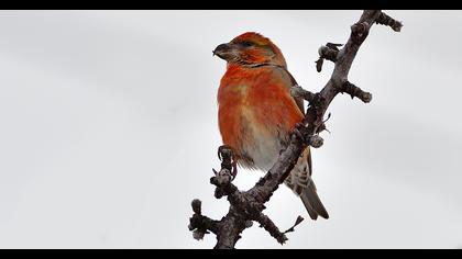 Red Crossbill