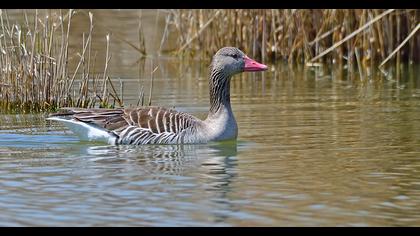 Greylag Goose