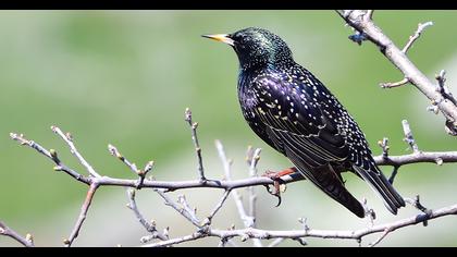 Common Starling
