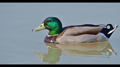 Mallard