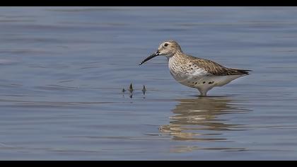 Dunlin