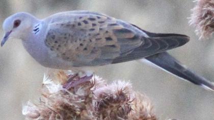European Turtle Dove
