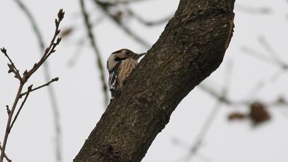 Lesser Spotted Woodpecker