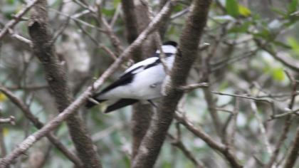 Collared Flycatcher