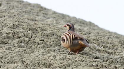 Chukar Partridge
