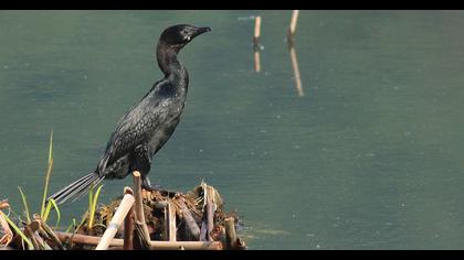 Pygmy Cormorant