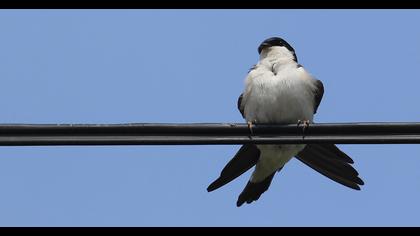Common House Martin