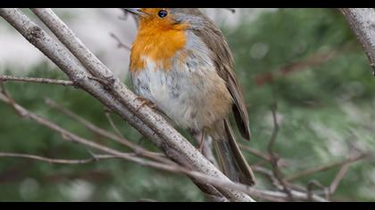 European Robin