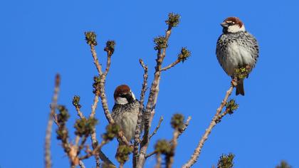 Spanish Sparrow
