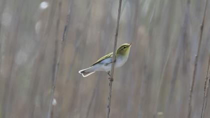 Wood Warbler