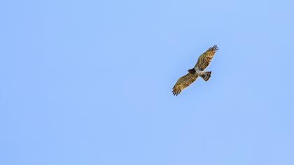 Short-toed Snake Eagle