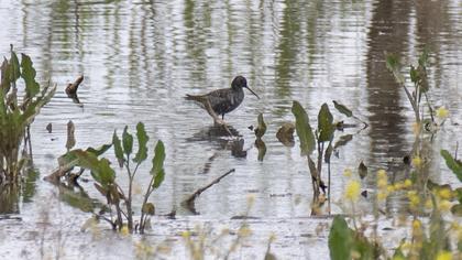 Spotted Redshank