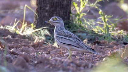 Eurasian Stone-curlew