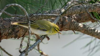 Wood Warbler