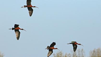 Glossy Ibis