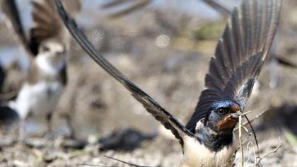 Barn Swallow