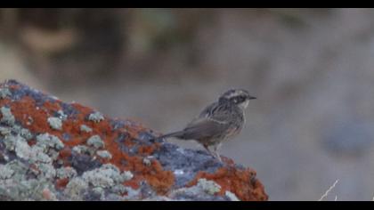 Radde`s Accentor